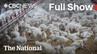 CBC News: The National | Canada’s 1st human avian flu case