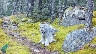 Incredible footage of lynx in northern Minnesota