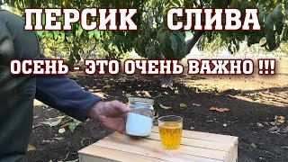 Персик-Слива / Осень-это очень ВАЖНО !!!  / ответы на вопросы