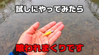 時期関係なく爆釣してるあのリグを放ったら最高に面白かったので使い方をお伝えします【バス釣り】【10月】【11月】