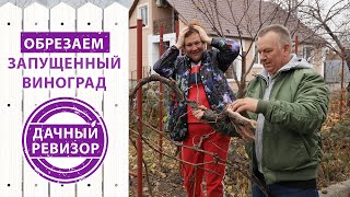 Дачный ревизор. Обрезка старого ВИНОГРАДА для повышения урожайности