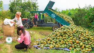 Use Truck Transport And Hire People To Harvest Orange Gardens To Sell - Selling Ducks