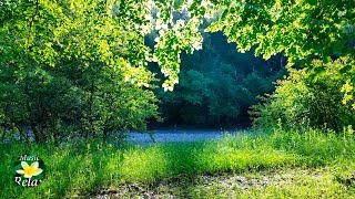 Утро на Реке и Нежное Пение весенних Птиц