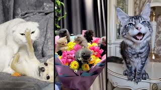 Funny and cute CATS 🐱Videos🔶 Сompilation # 43🔶