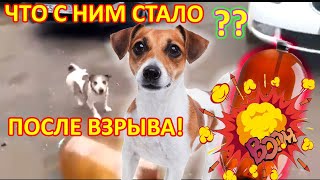 Собака и Кега, что стало с ней? Что стало с собакой после взрыва кеги?Выжила ли собака после взрыва?