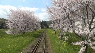 【4K前面展望】桜と菜の花！春爛漫のいすみ鉄道　大原→上総中野