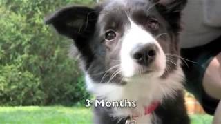 Scrappy the Border Collie Puppy