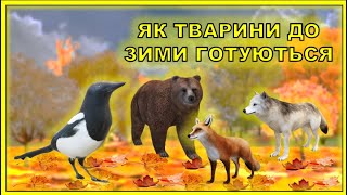 ЯК ТВАРИНИ ДО ЗИМИ ГОТУЮТЬСЯ. ТВАРИНИ ВОСЕНИ. ДИКІ ТВАРИНИ. ПРИРОДА. ДОВКІЛЛЯ.