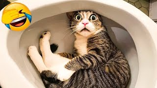 Funny actions of cats 🤣 Best Funny Animal Videos 😂