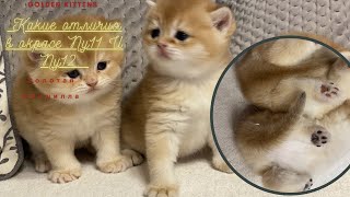 🧡КАК ОТЛИЧИТЬ NY11ОТ NY12🧡ЗОЛОТАЯ ШИНШИЛЛА КОШКА🧡GOLDEN KITTENS🧡