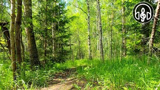 Расслабляющее пение птиц в утреннем лесу. Лучшая птичья песня.