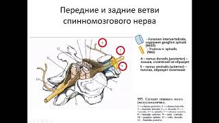 Формирование спинномозгового нерва.  Задние ветви спинномозговых нервов