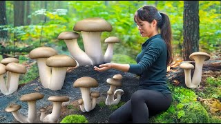 Harvest oyster mushroom bring it to the market to sell | Tan Free Bushcraft