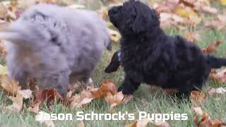 Jason Schrock's Portuguese Water Dog Puppy