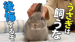 【うさぎを迎えたい人へ】絶対に飼わない方がいい11の理由【ネザーランドドワーフ】