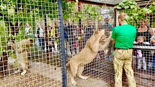 Олег Зубков после Китая сразу пришел проведать льва Симбу!АРХИВ.