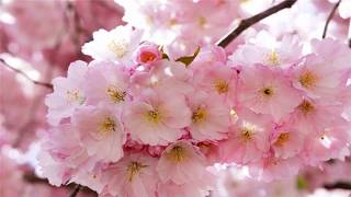 Spring pink flowers (HD1080p)