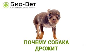 Почему Собака Дрожит? // Топ-9 Причин Дрожи у Собаки // Сеть Ветклиник БИО-ВЕТ