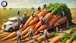 Harvest & Processing Carrots In A Processing Factory  on A Massive Scale | Agriculture Technology