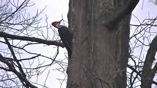 Lake Bellaire-Pileated woodpecker climbing while a turkey works the ground in front-11/19/24